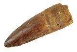 Spinosaurus Tooth - Real Dinosaur Tooth #189463-1